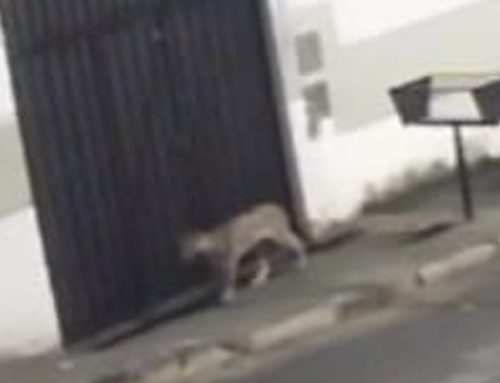 ONÇA FLAGRADA EM ESMERALDAS GERA MEDO E CURIOSIDADE ENTRE MORADORES