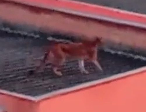 ONÇA VOLTA A SER VISTA NO BAIRRO SÃO PEDRO, EM ESMERALDAS, E MORADOR RELATA RUGIDO NA MANHÃ DESTA SEGUNDA-FEIRA