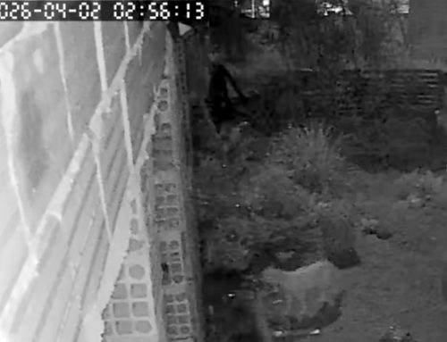 ONÇA VOLTA A APARECER EM ESMERALDAS E SURPREENDE MORADORES DO BAIRRO ALEXANDRIA